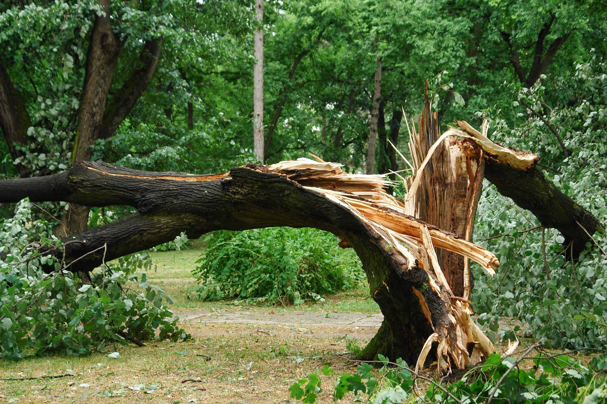 Na Jarunu palo stablo na djevojku od 15 godina
